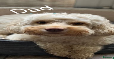 Cockapoo dogs - Advert 10