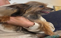 Yorkshire Terrier dogs for sale: ♥️ 2 Yorkshire Terrier girls ♥️  - Image 15