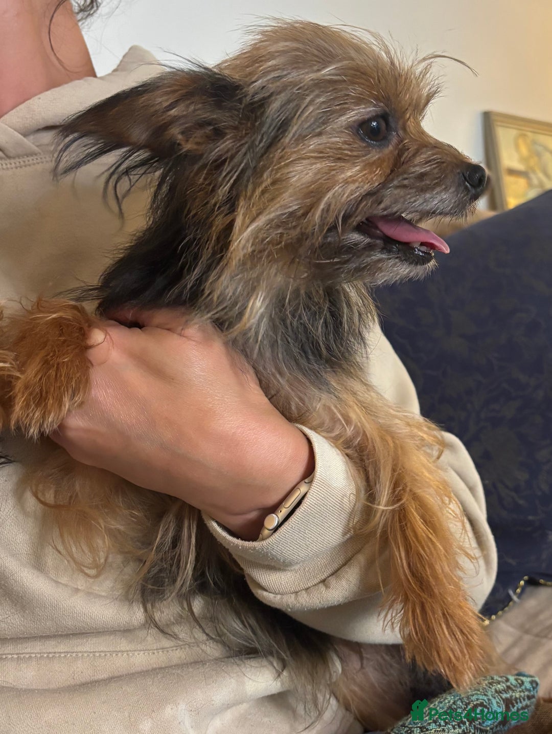 Yorkshire Terrier dogs for sale: ♥️ 2 Yorkshire Terrier girls ♥️  - Image 15
