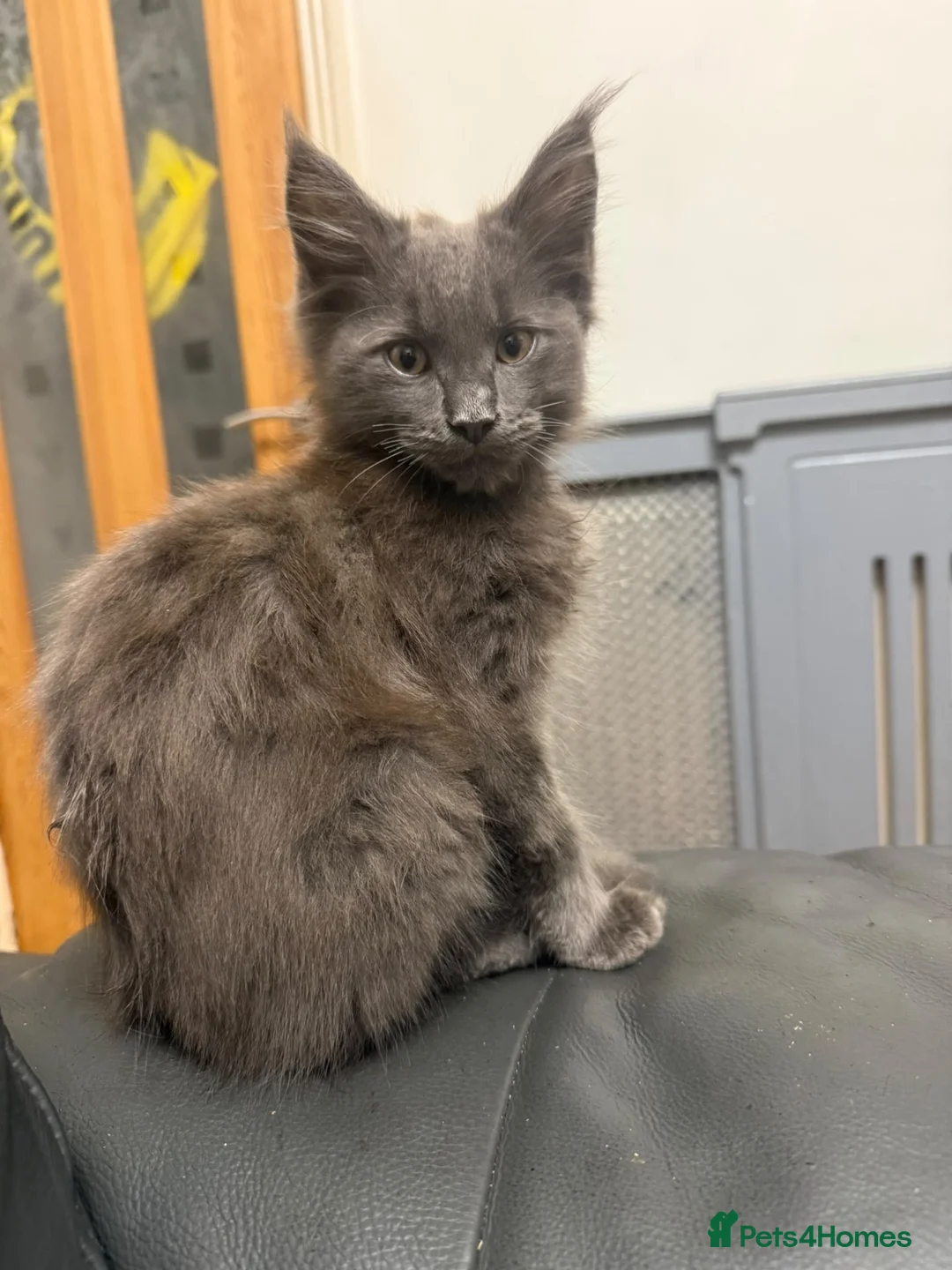 Maine Coon cats for sale: Maine coon kittens for sale  - Advert 1