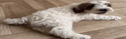Australian Labradoodle dogs for sale: Multi-Gen Australian Labradoodle Puppies - Advert 9