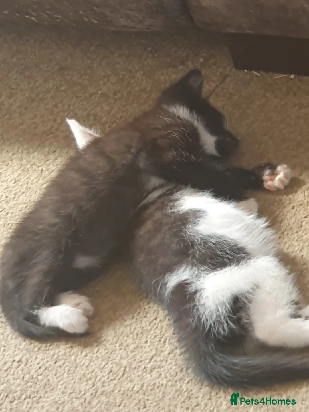 Mixed Breed cats for sale: Ready to leave male and female kittens in Tonbridge - Advert 2