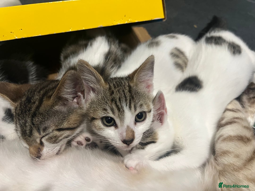 Mixed Breed cats for sale: Ready! Snow Bengal/Seal Lynx X Kittens  - Image 18