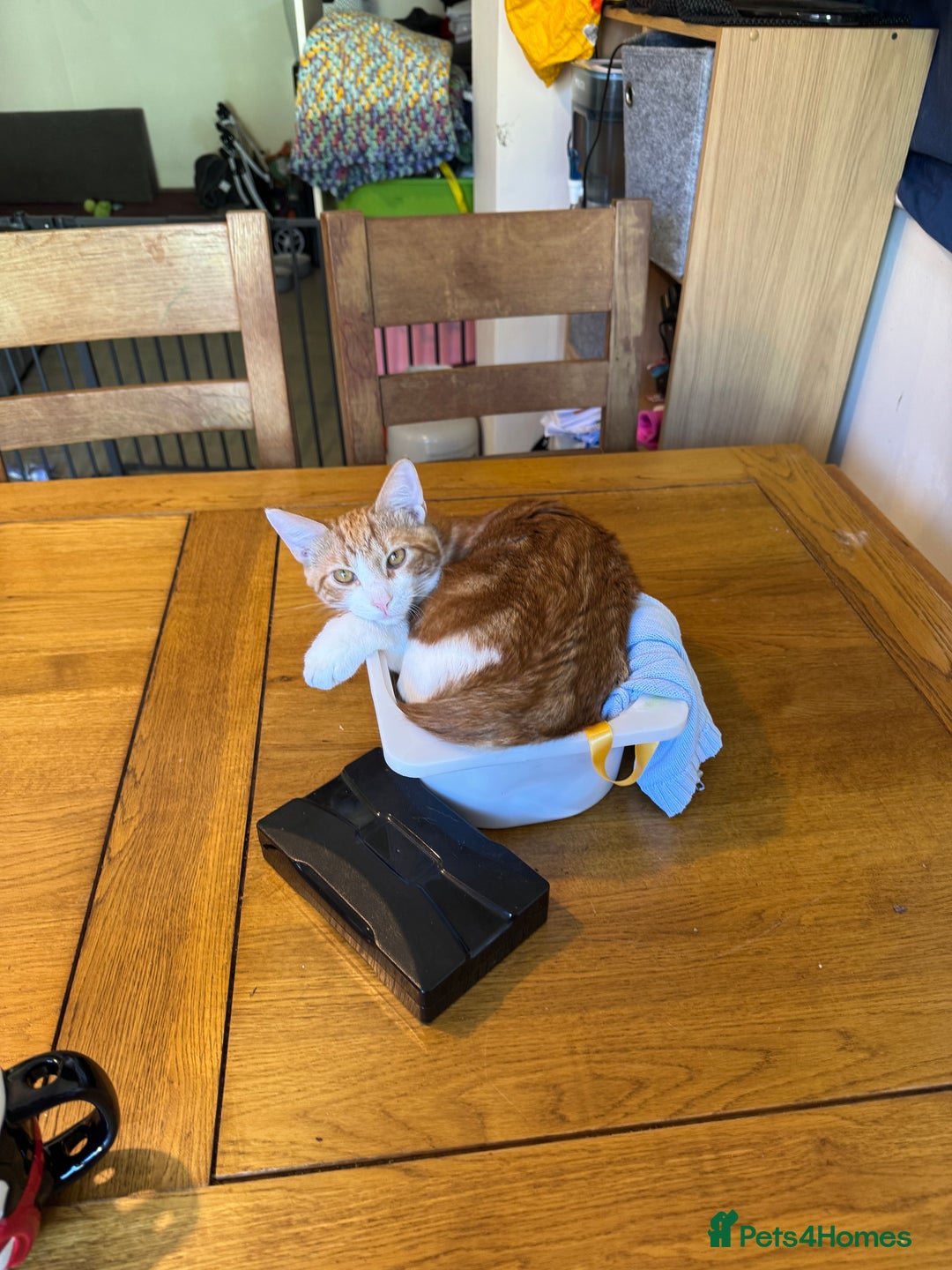 British Shorthair cats for sale: Two gorgeous ginger boys to go together  - Advert 13