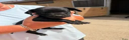 Patterdale Terrier dogs for sale: Patterdale Male puppies  in Ingatestone - Advert 5