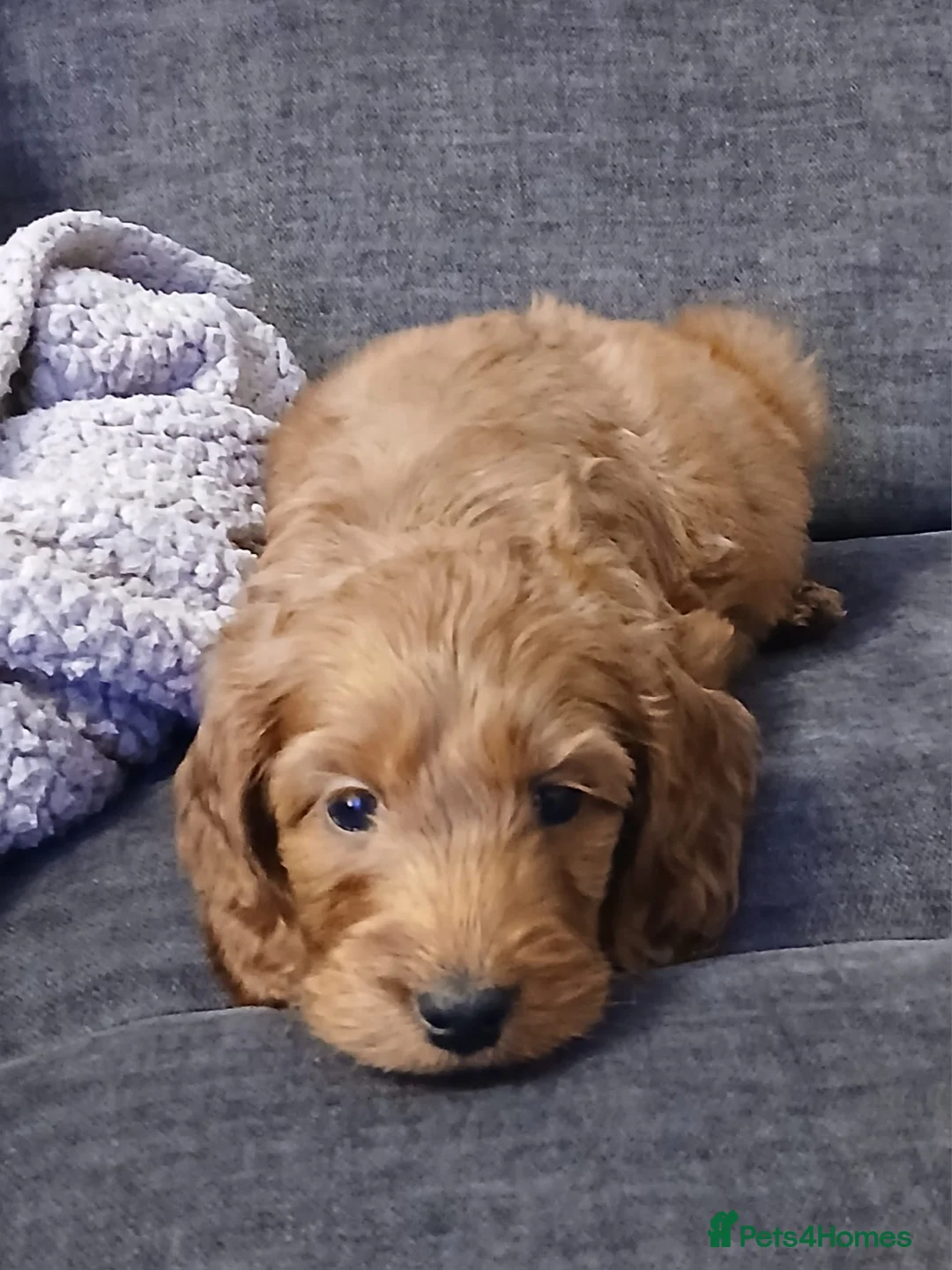 Cavapoo dogs for sale: 9 Week Old Cavapoo - Advert 1