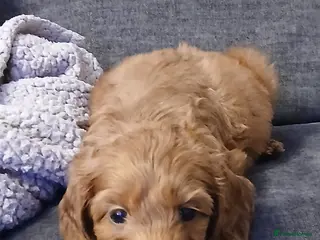 Cavapoo dogs 9 Week Old Cavapoo - Advert 14