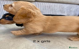 Miniature Dachshund dogs for sale: KC Reg long hair mini dachshunds “Ready now” - Image 27
