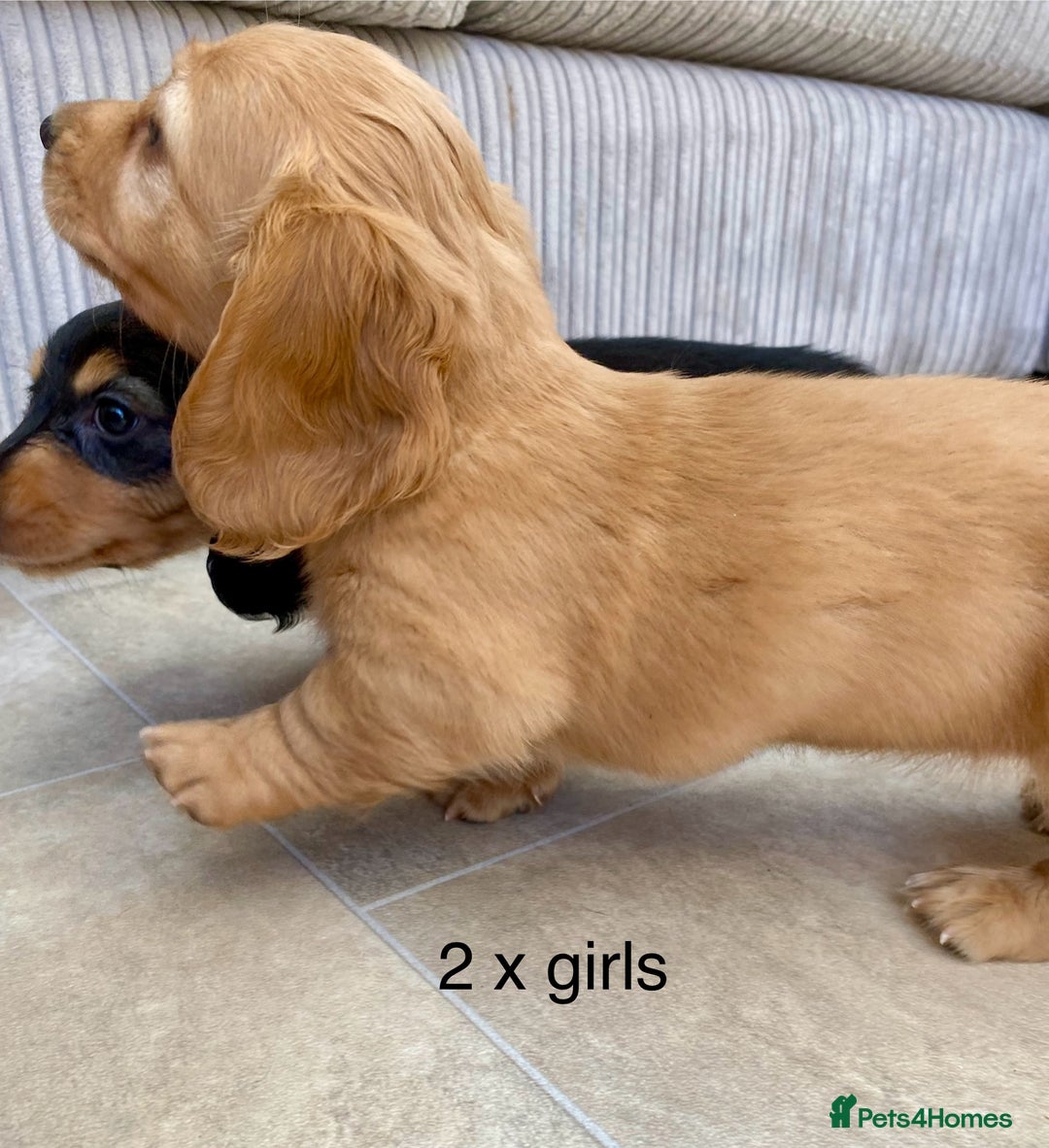 Miniature Dachshund dogs for sale: KC Reg long hair mini dachshunds “Ready now” - Image 27