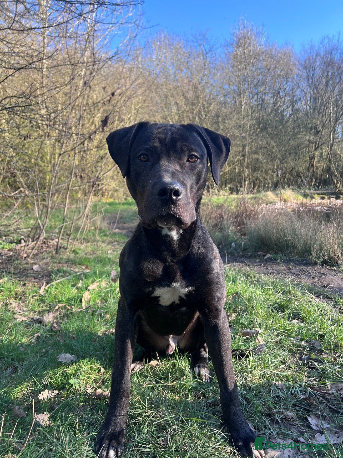 Mixed Breed dogs Cane Corso x Staffy - Advert 1