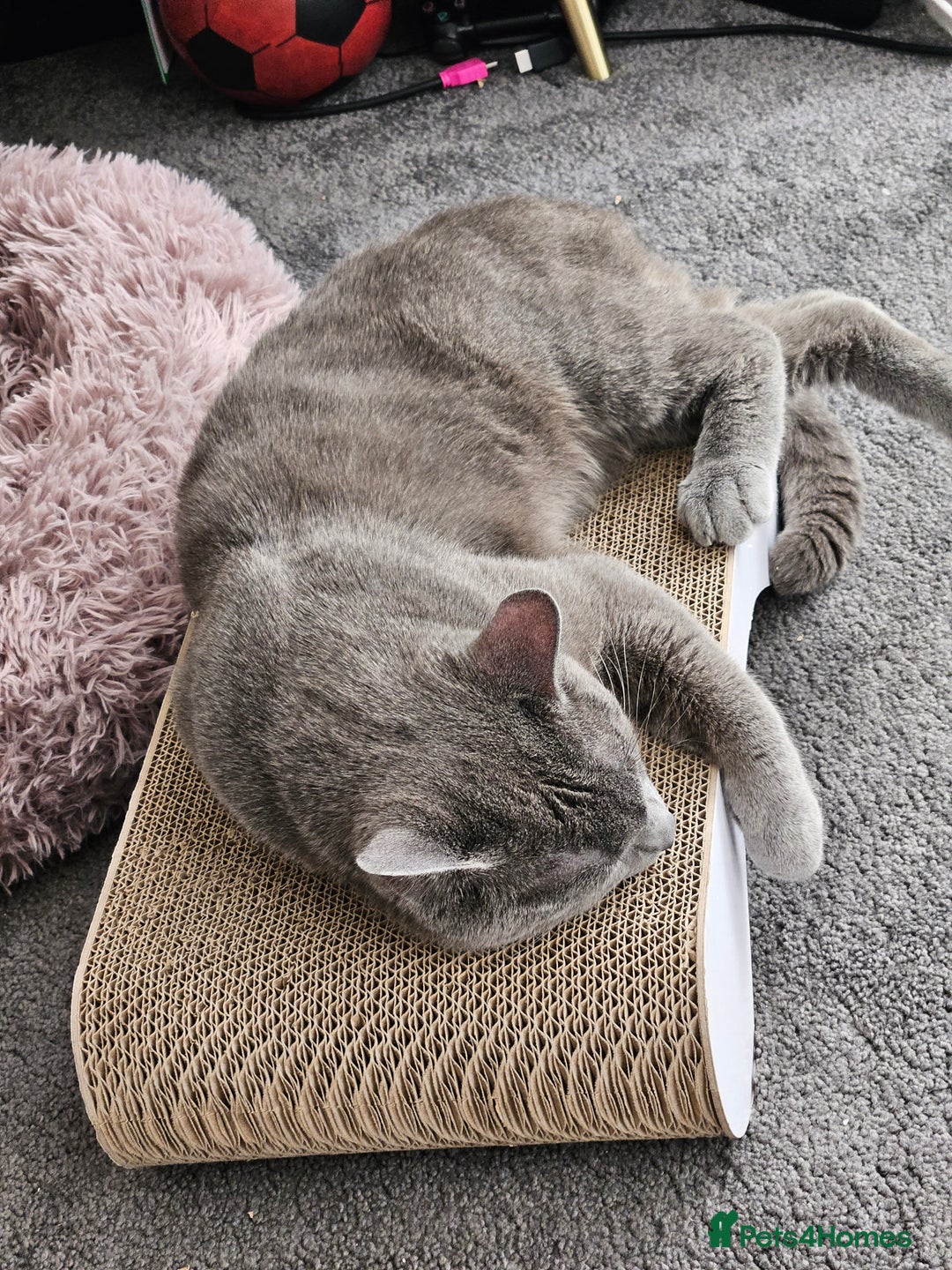 Russian Blue cats for sale: 2 beautiful grey cats - Image 6