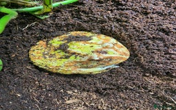 Frog reptiles for sale: Female Pac-Man frog - Image 17
