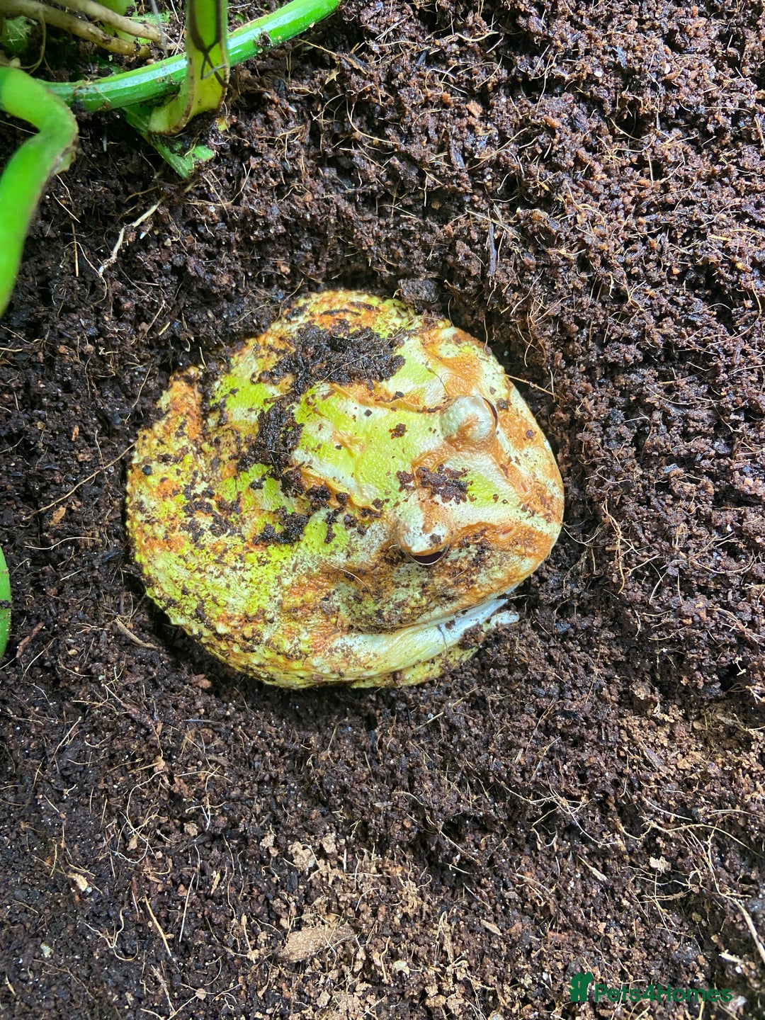Frog reptiles for sale: Female Pac-Man frog - Image 17