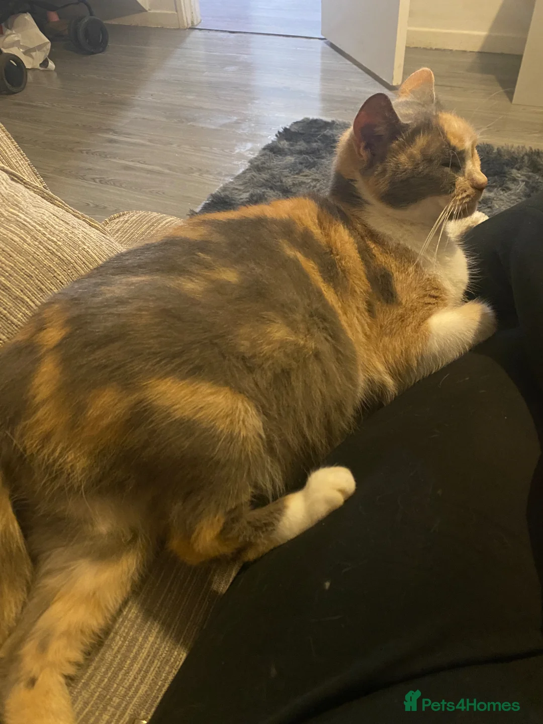 Mixed Breed cats for sale: Gorgeous kittens for sale   - Advert 2