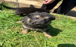 German Shepherd dogs for sale: German shepherd puppies  - Image 31