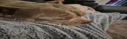 American Bully dogs for sale: Male pocket bully  - Advert 2