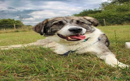Mixed Breed dogs for adoption: 3 legged Theo is looking for his forever family! - Image 1