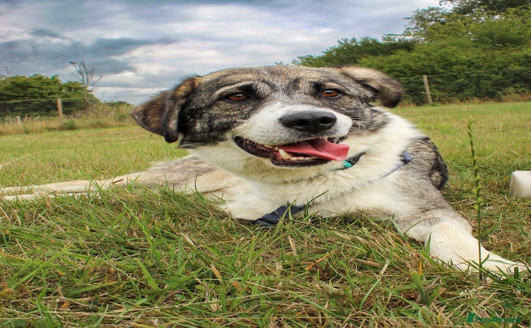 Mixed Breed dogs - Advert 6