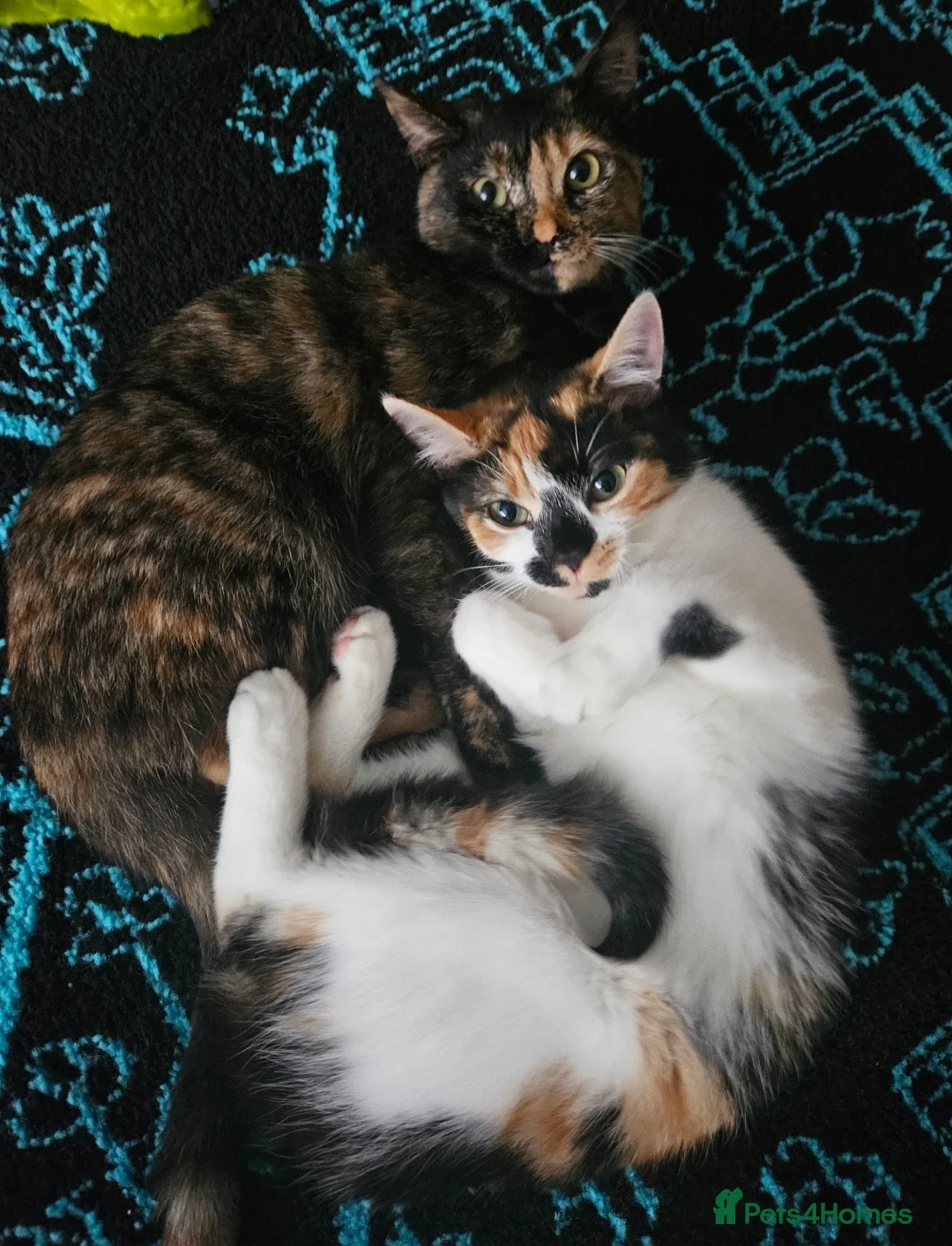 Mixed Breed cats for sale: Lovely kittens, 2 sisters, selling together!  - Advert 2