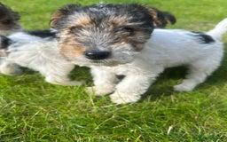 Fox Terrier dogs for sale: Fox Terrier puppies for sale - 07704995261 - Image 10