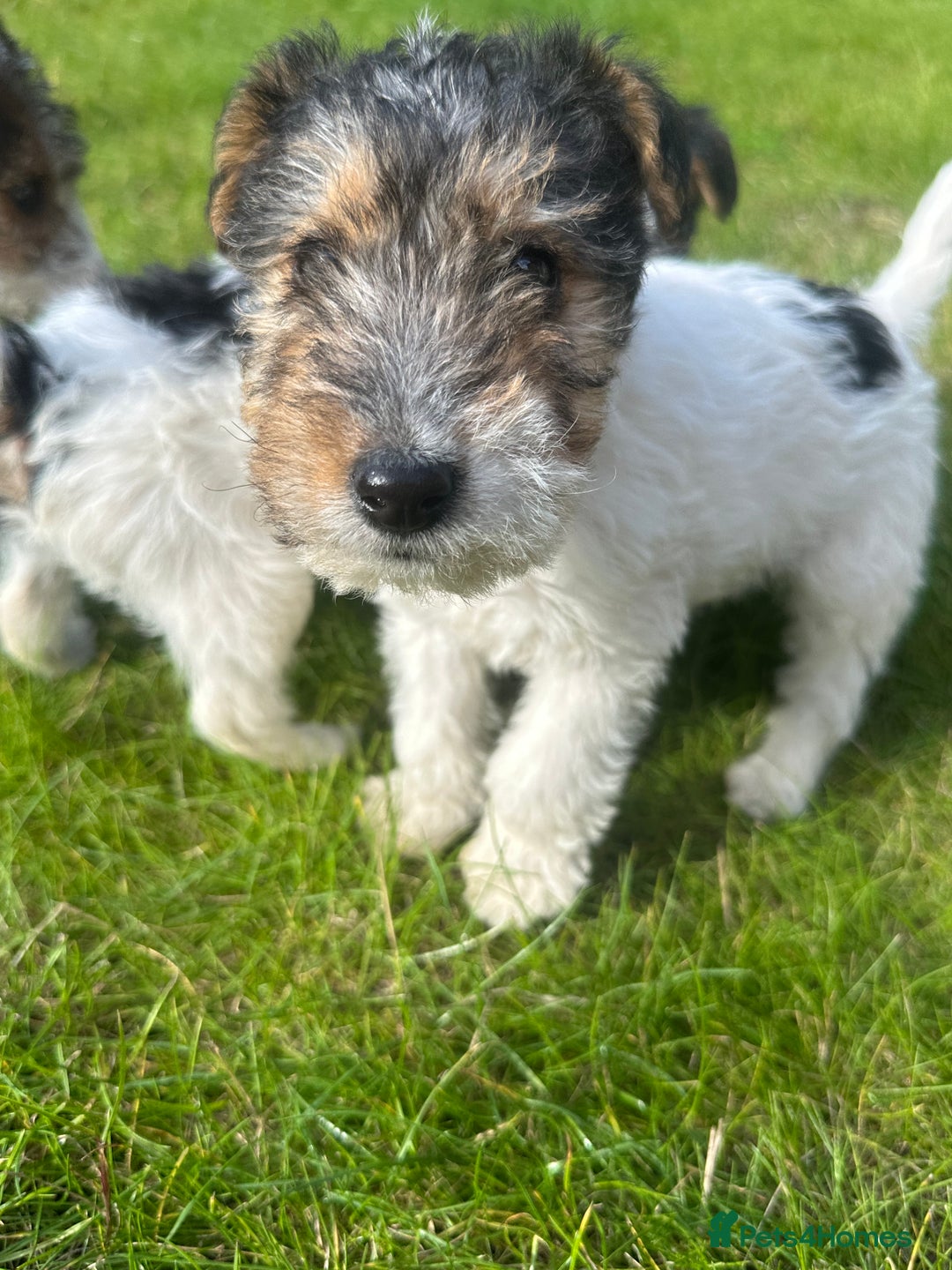 Fox Terrier dogs for sale: Fox Terrier puppies for sale - 07704995261 - Image 10