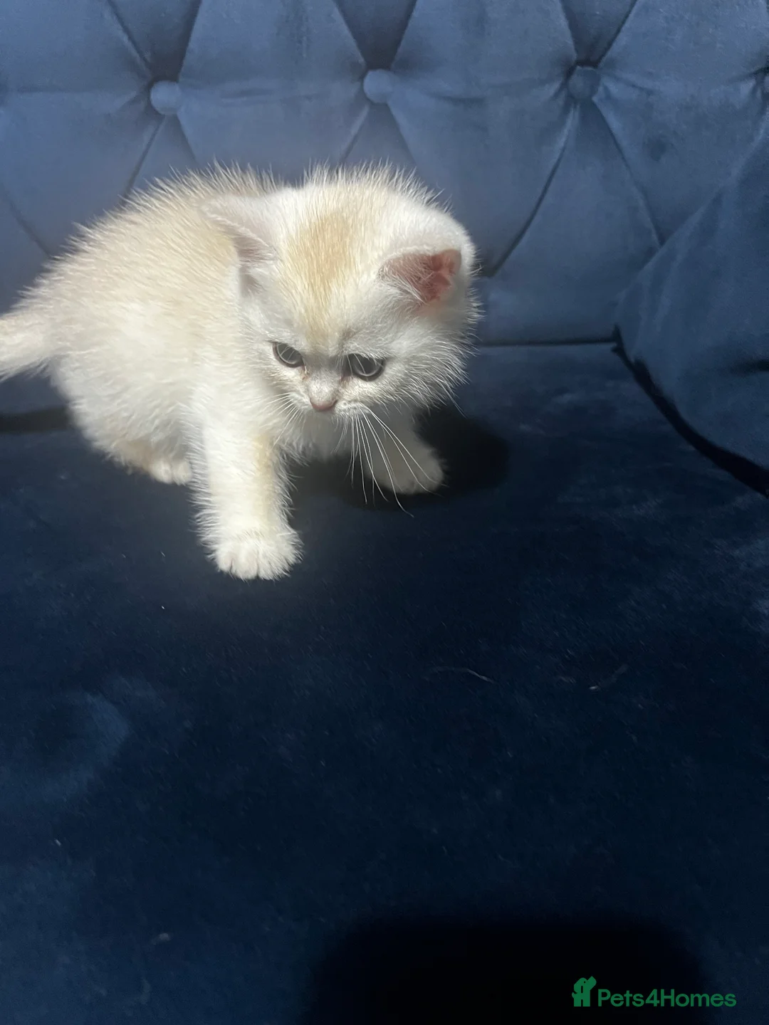British Shorthair cats for sale: British shorthair type kittens - Advert 16