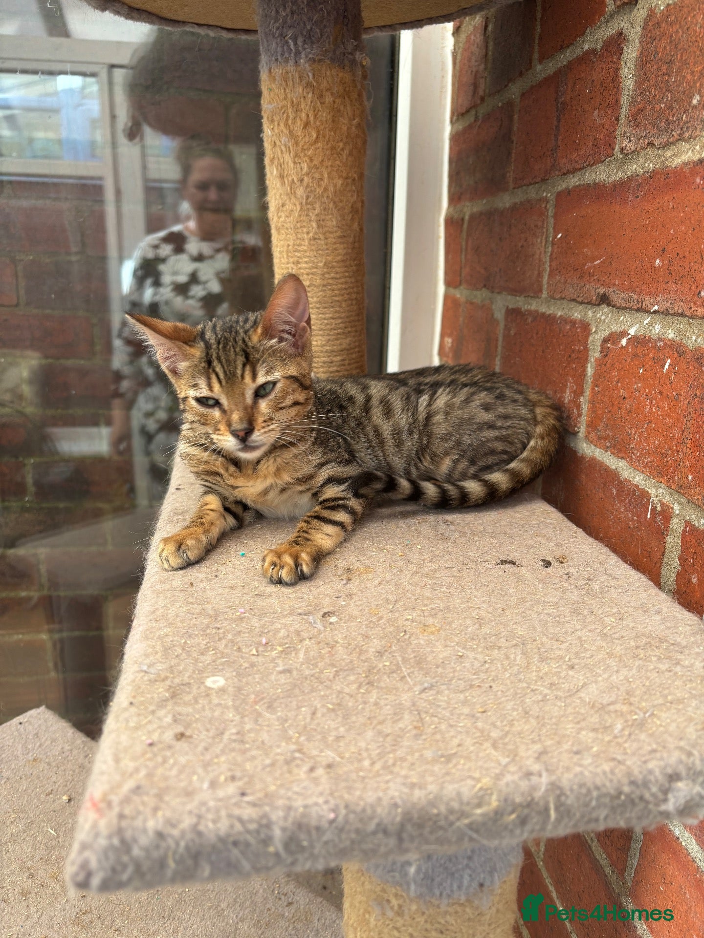 Bengal cats Primed Princess - lush little lady - Advert 9