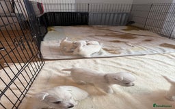 West Highland Terrier dogs for sale: KC West Highland Terrier - Image 15
