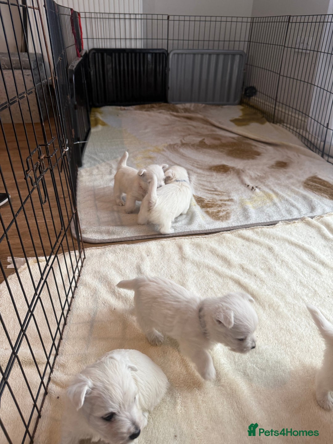 West Highland Terrier dogs for sale: KC West Highland Terrier - Image 15