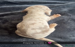 Dachshund dogs for sale: Miniature dachshund  - Advert 11