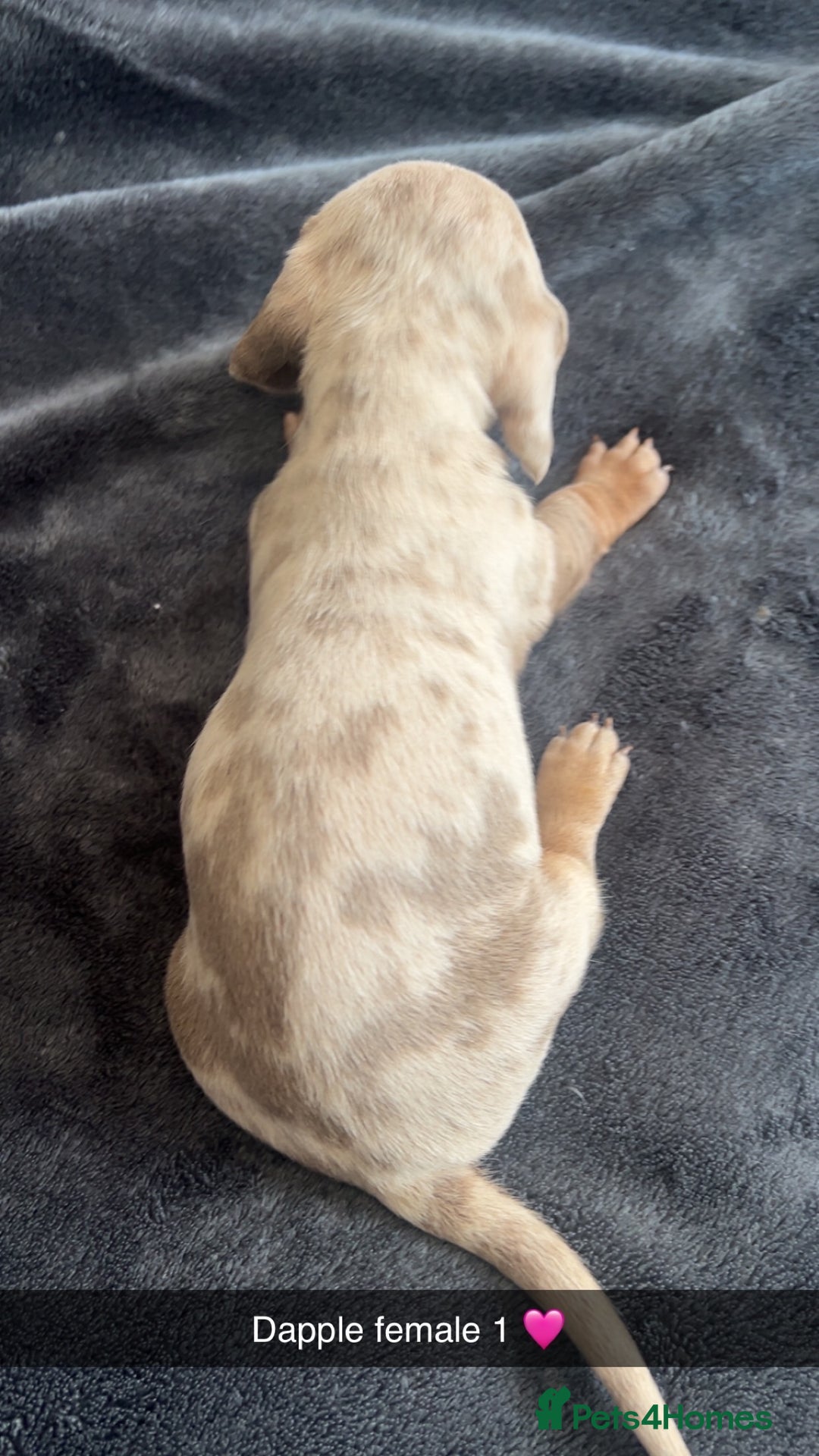 Dachshund dogs for sale: Miniature dachshund  - Advert 11