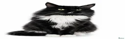 Maine Coon cats for sale: Beautiful TICA Registered Maine Coon Kittens - Advert 3