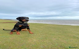 Dobermann dogs for stud: Stud duties only in Bridgend - Image 1