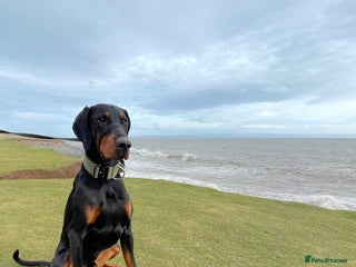 Dobermann dogs in Bridgend - Advert 2