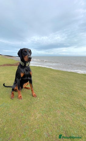 Dobermann dogs in Bridgend - Advert 1