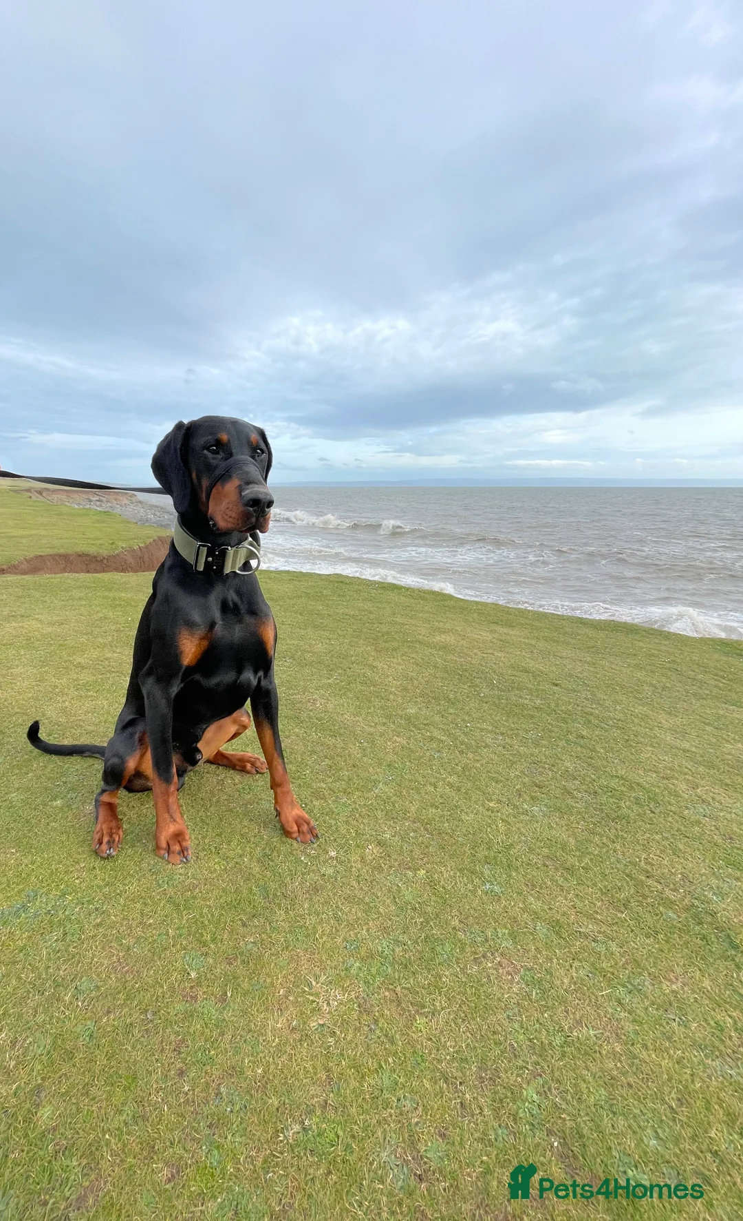 Dobermann dogs for stud: Stud duties only in Bridgend - Advert 1
