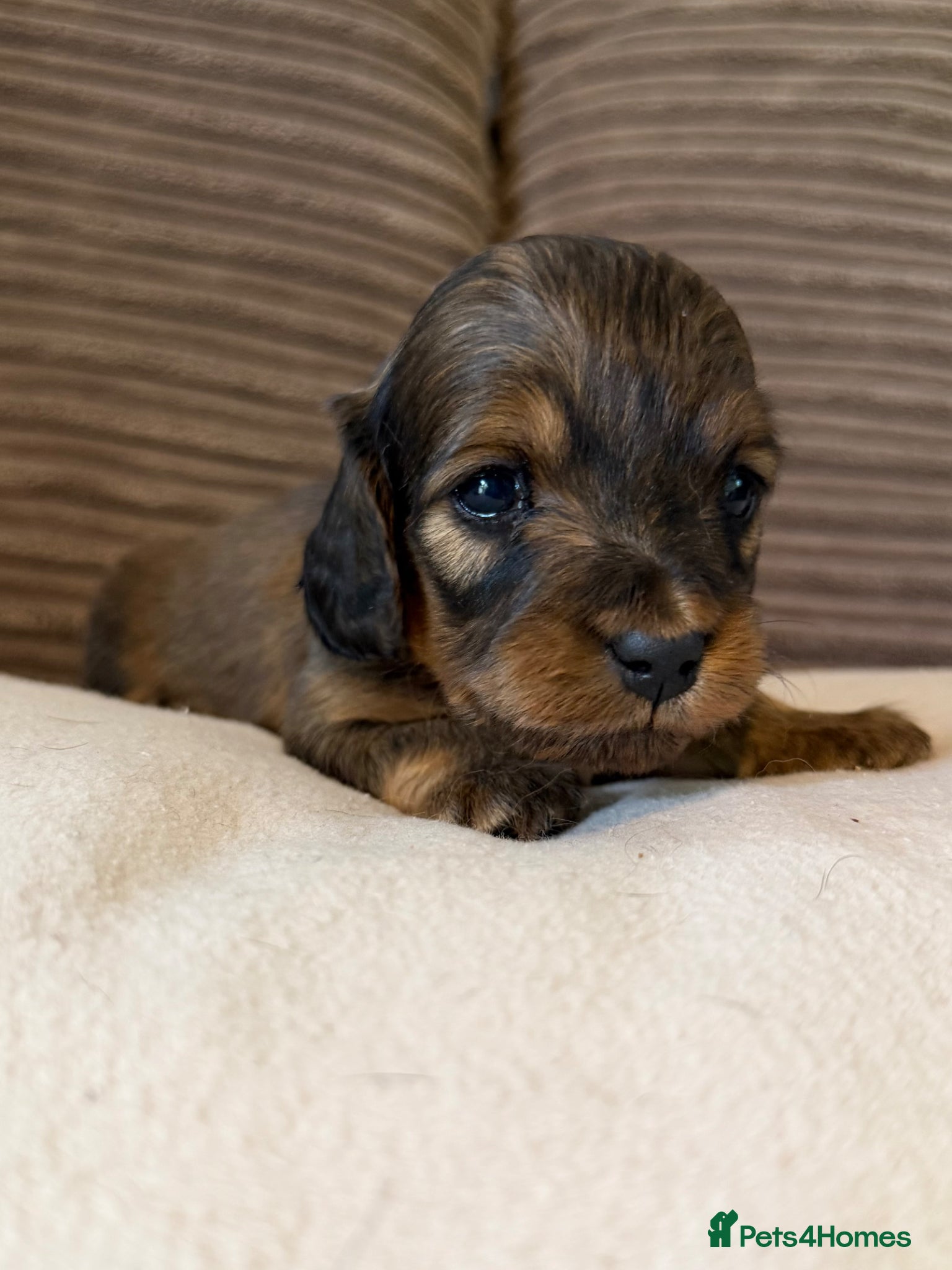 Miniature Dachshund dogs for sale: Miniature longhaired dachshunds  - Advert 18