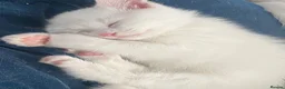 Khao Manee cats for sale: Gorgeous khao manee kitten - Advert 9