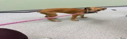Mixed Breed dogs for sale: Saluki & saluki greyhound (not related) - Advert 2