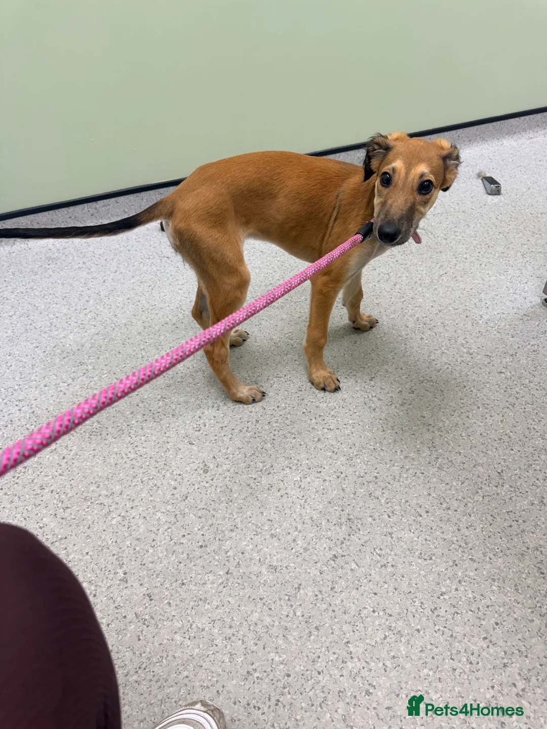 Mixed Breed dogs for sale: Saluki & saluki greyhound (not related) - Advert 2