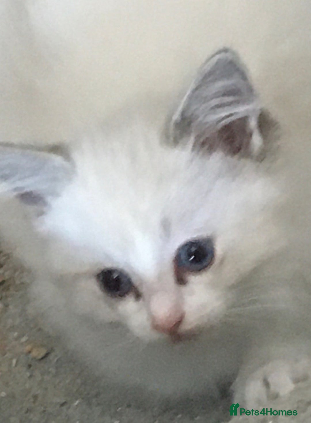Ragdoll cats for sale:  Ragdoll Kittens HCM and PKD genes clear - Image 2