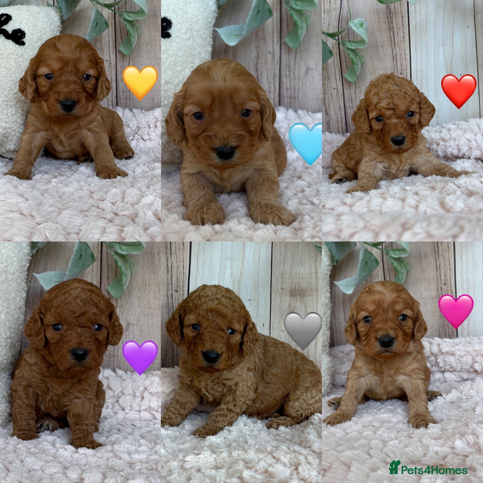Cockapoo dogs Gorgeous F1B Miniature Cockapoos  Puppies - Advert 1