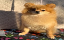 Pomeranian dogs for adoption: Minnie’s Story: From Cruelty to Courage - Image 1