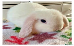 Mini Lop rabbits for sale: Pure bred mini lops - Image 9