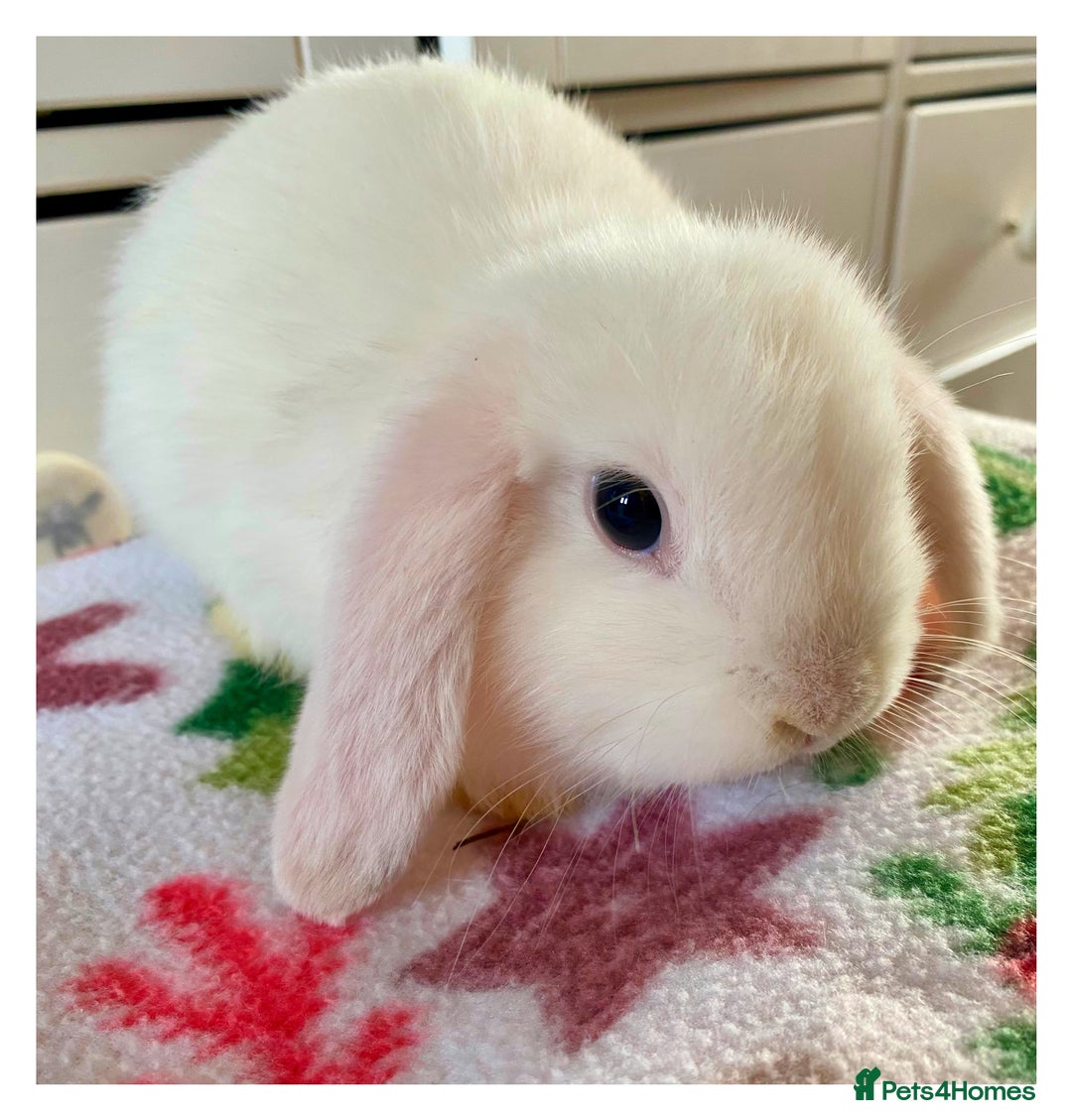 Mini Lop rabbits for sale: Pure bred mini lops - Image 9