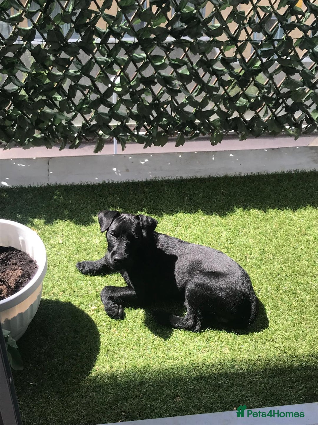 Patterdale Terrier dogs for stud: 🐾 Loving Patterdale Terrier Seeking New Home 🏡 - Image 5