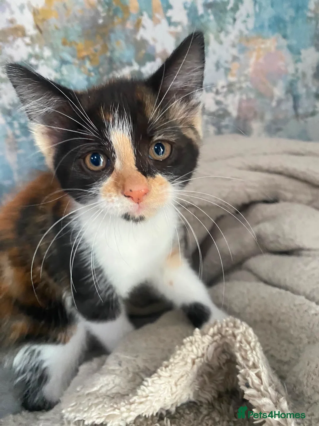Mixed Breed cats for sale: Just one beautiful little girl left  - Advert 1