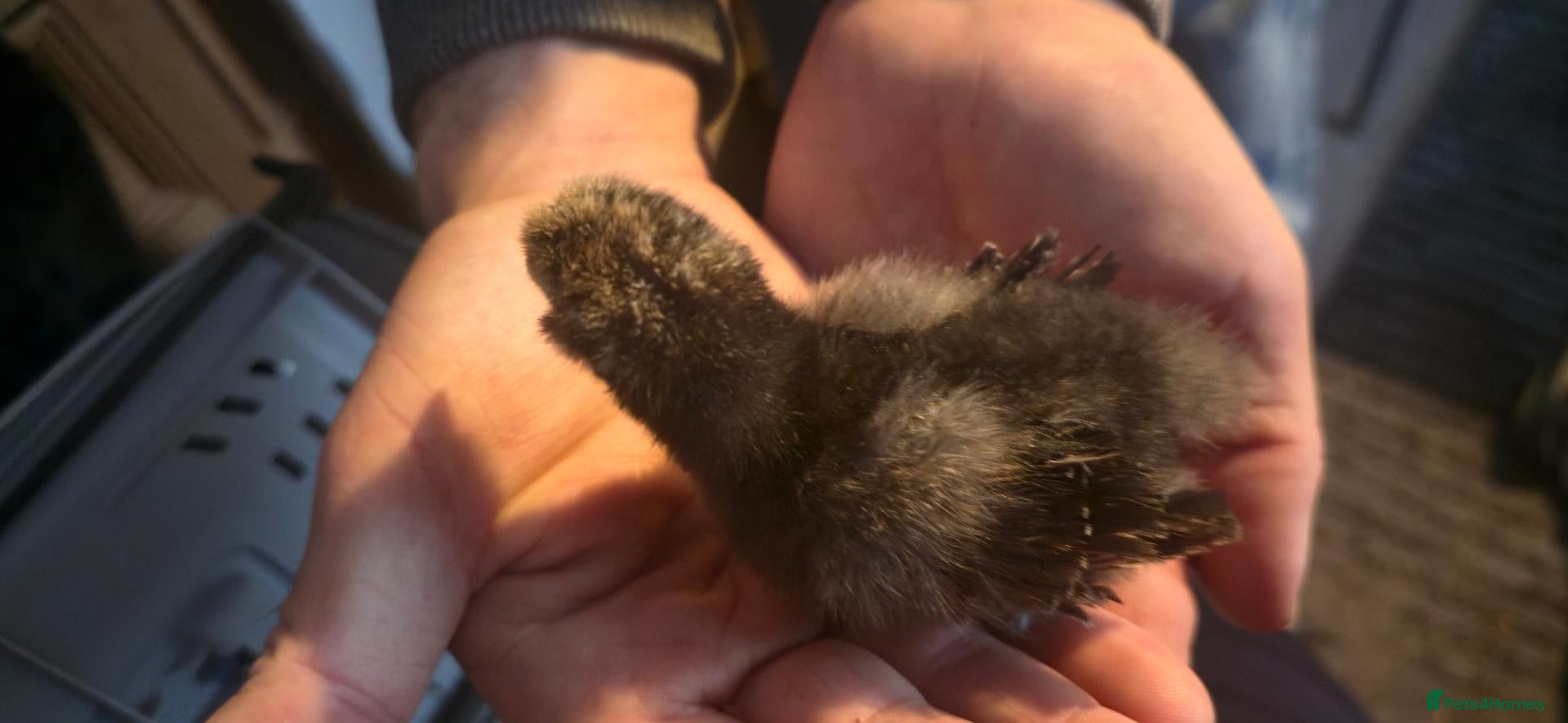 Chickens poultry for sale: Silkie x pekin bantam  - Advert 4