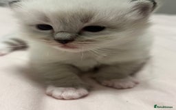 Ragdoll cats for sale: Ragdoll kittens - Image 7