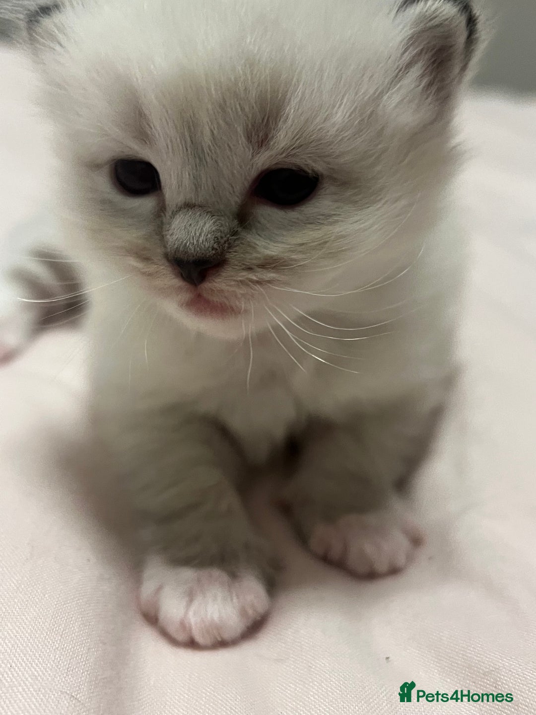 Ragdoll cats for sale: Ragdoll kittens - Image 7